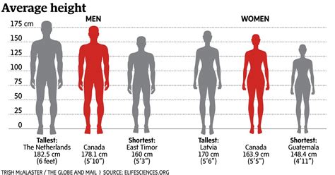 176cm 155cm|Height Charts